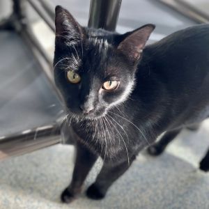 Skeeter, Young Female unknown