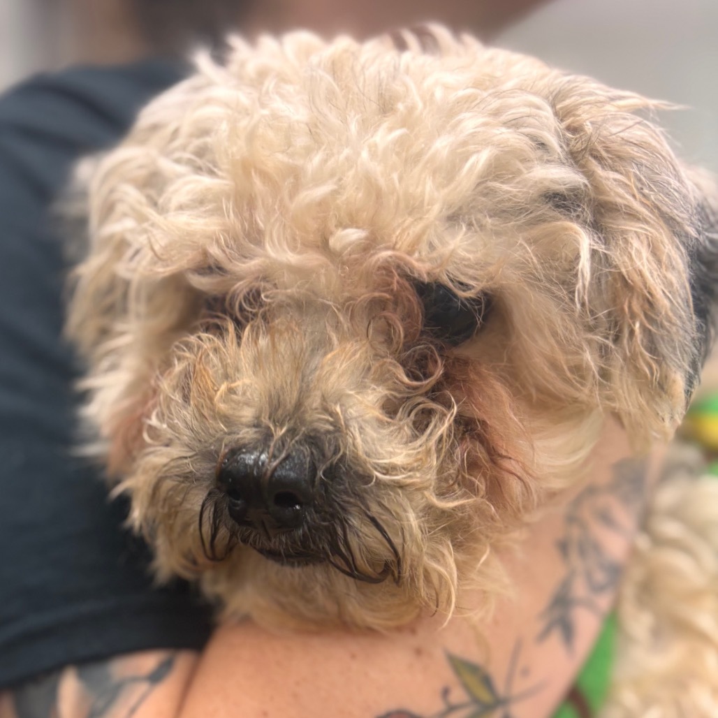 Gus