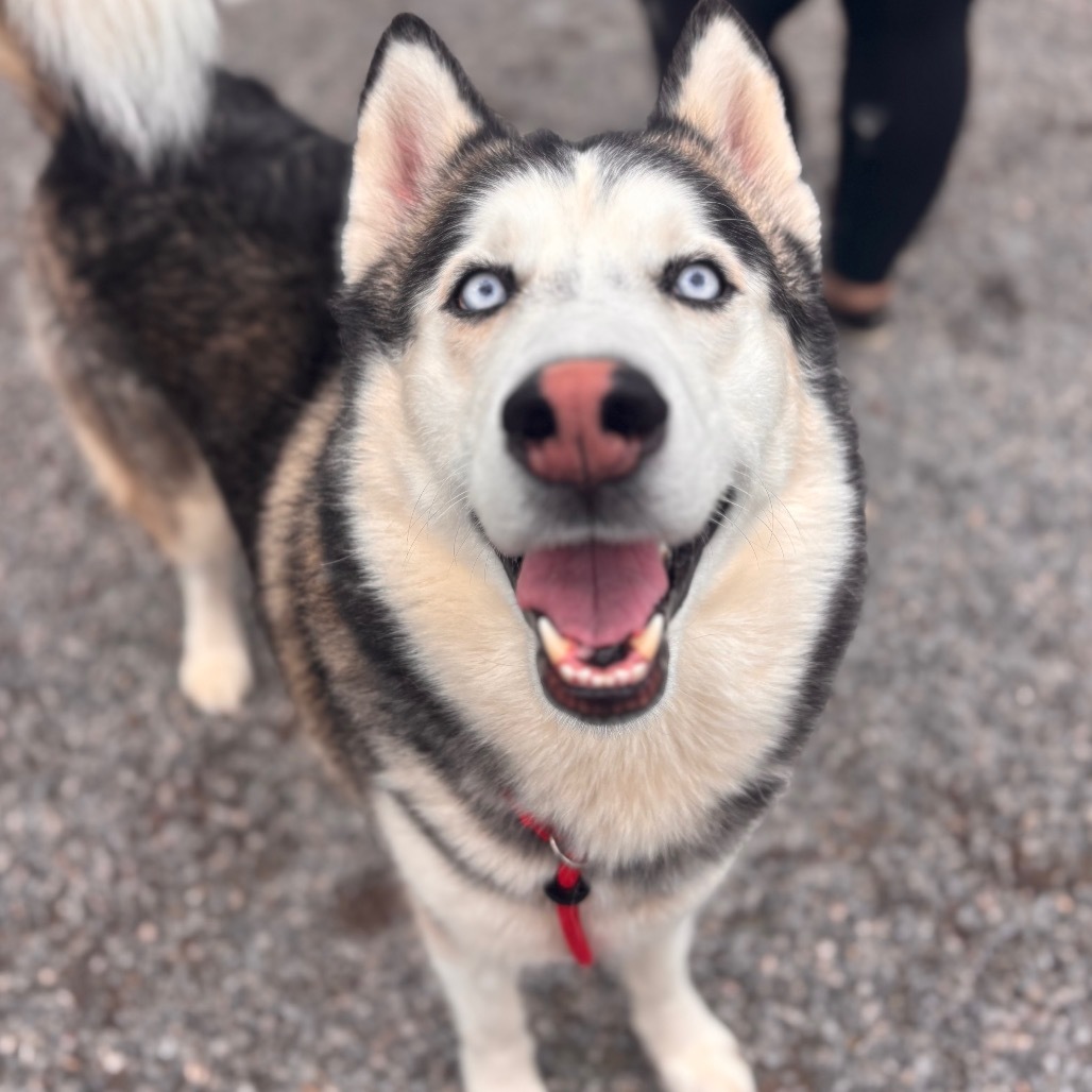 Astro