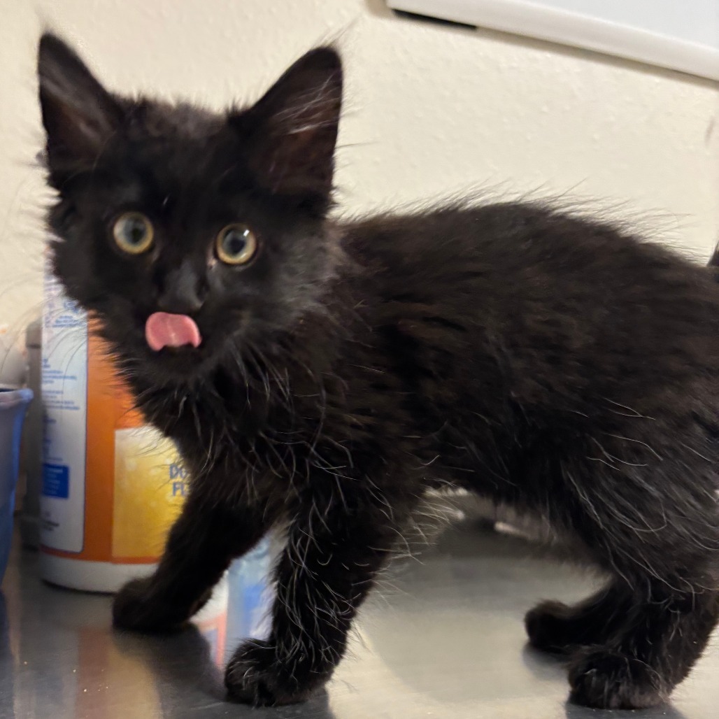 Finch, an adoptable Domestic Long Hair in Cody, WY, 82414 | Photo Image 1