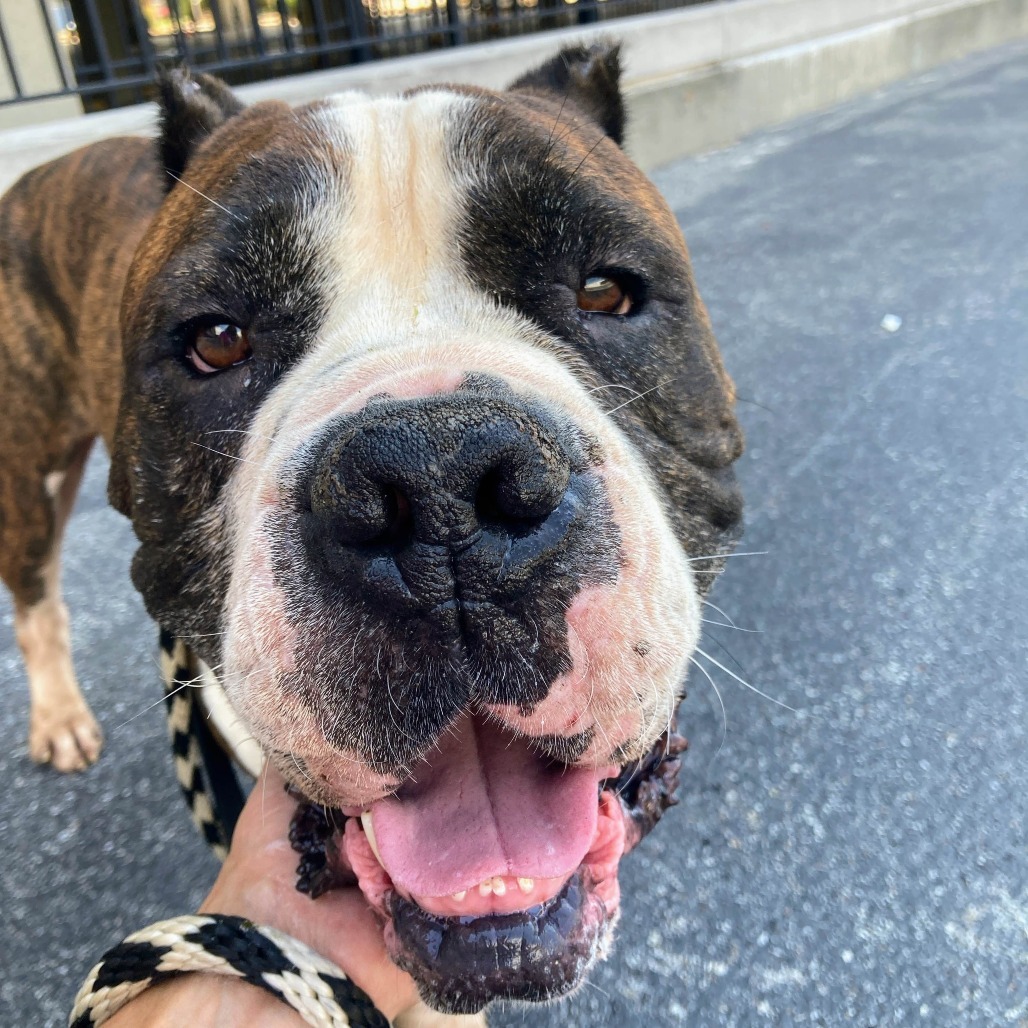 Gambino, an adoptable Bullmastiff, English Bulldog in St. Louis, MO, 63103 | Photo Image 1