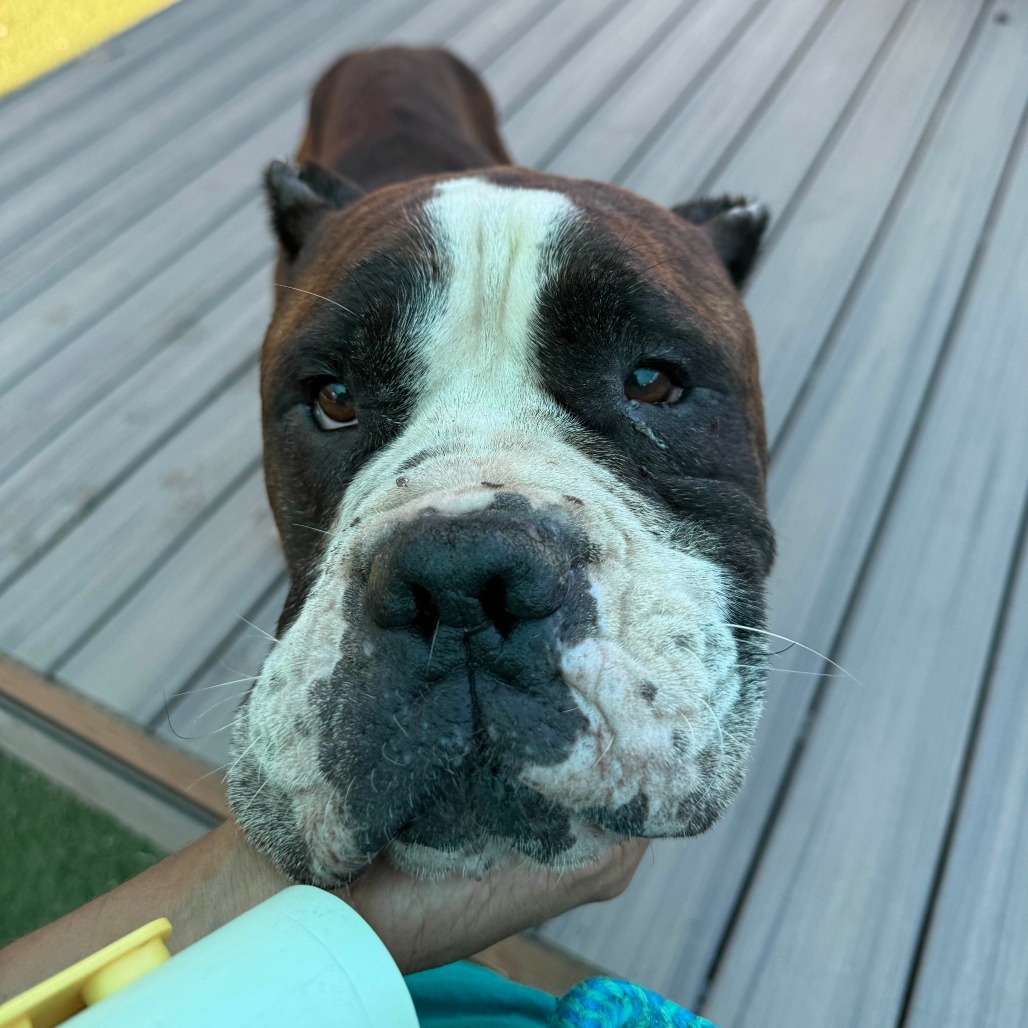 Gambino, an adoptable Bullmastiff, English Bulldog in St. Louis, MO, 63103 | Photo Image 2