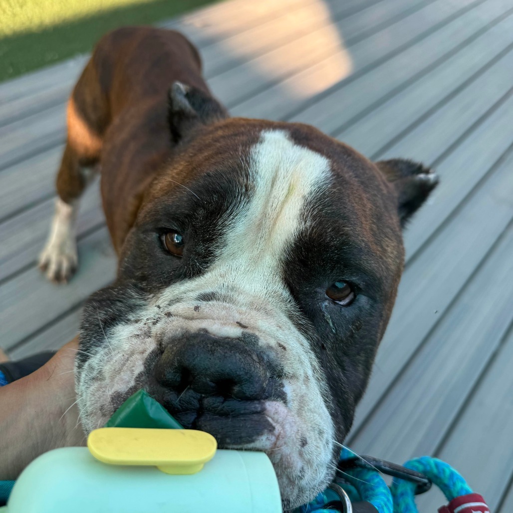 Gambino, an adoptable Bullmastiff, English Bulldog in St. Louis, MO, 63103 | Photo Image 3