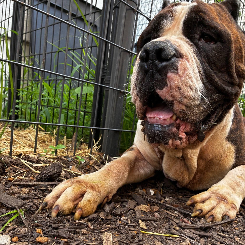 Gambino, an adoptable Bullmastiff, English Bulldog in St. Louis, MO, 63103 | Photo Image 4