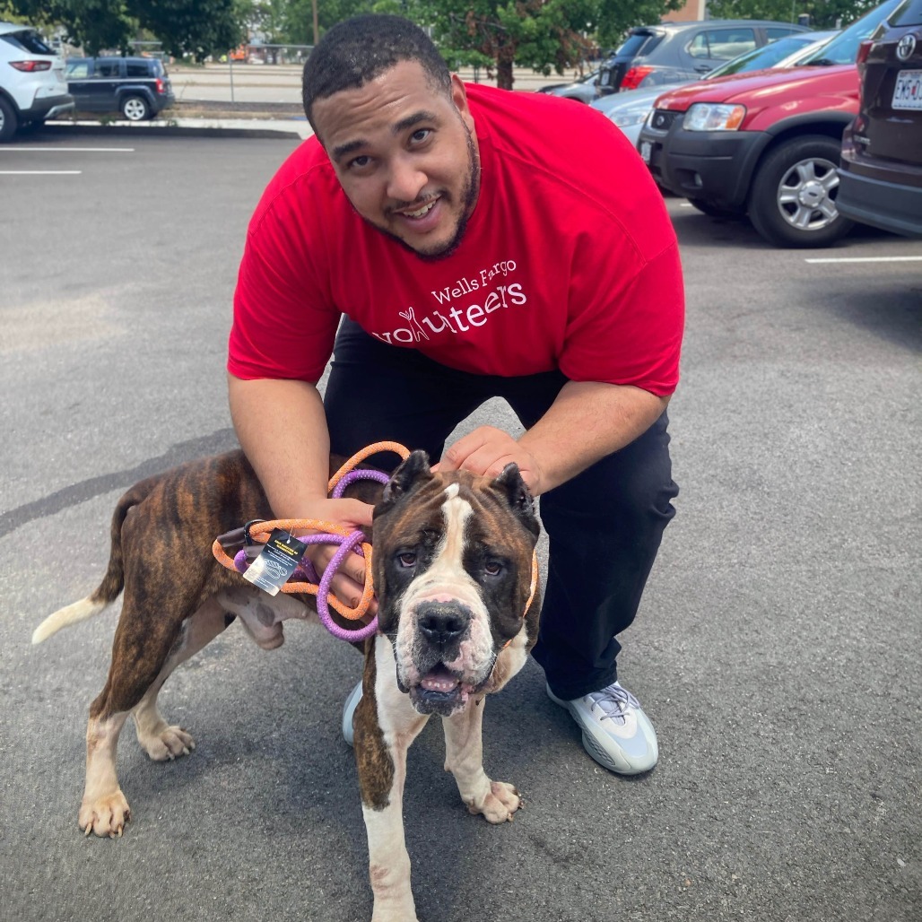 Gambino, an adoptable Bullmastiff, English Bulldog in St. Louis, MO, 63103 | Photo Image 5