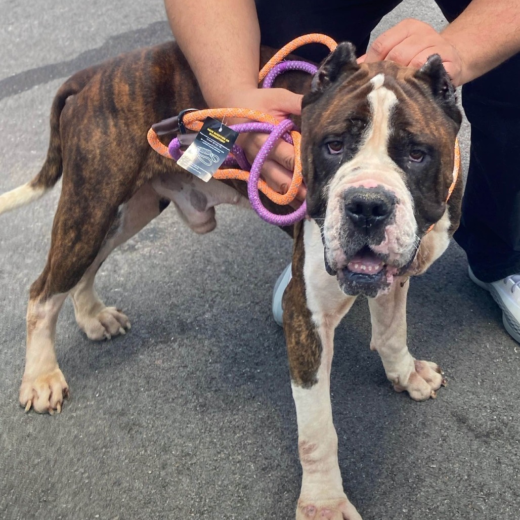 Gambino, an adoptable Bullmastiff, English Bulldog in St. Louis, MO, 63103 | Photo Image 6