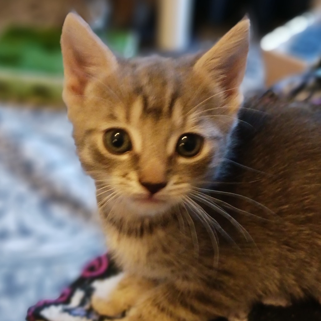 Bartholomew