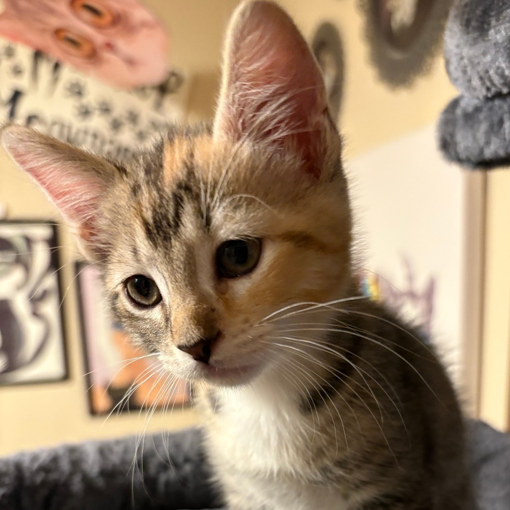 Willa