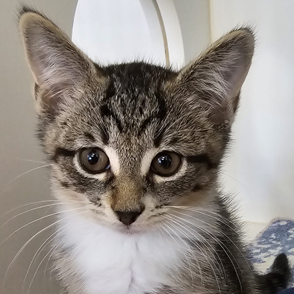 Rosie