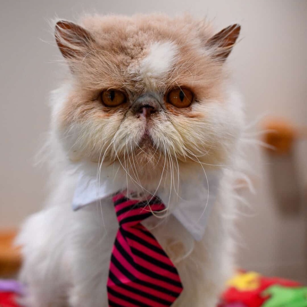 Remmy, an adoptable Persian in Cumming, GA, 30040 | Photo Image 1