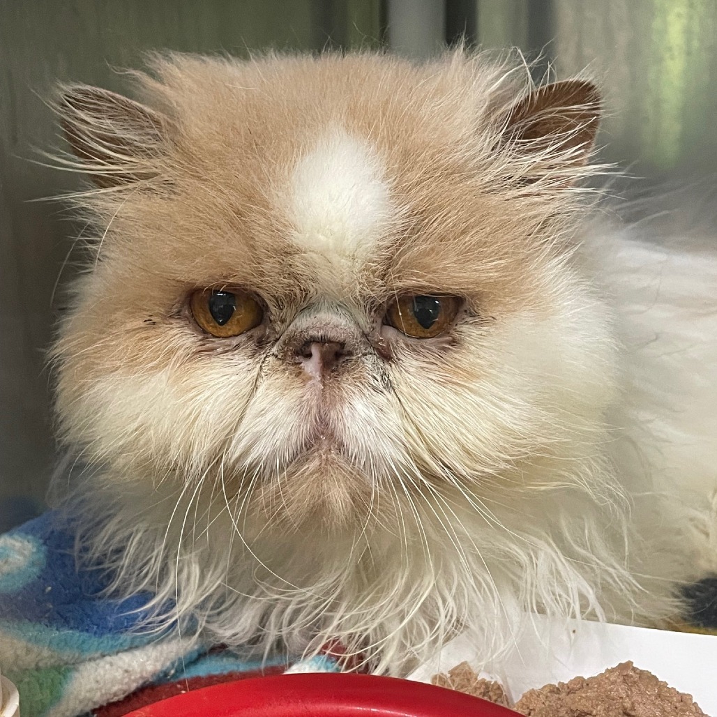 Remmy, an adoptable Persian in Cumming, GA, 30040 | Photo Image 2