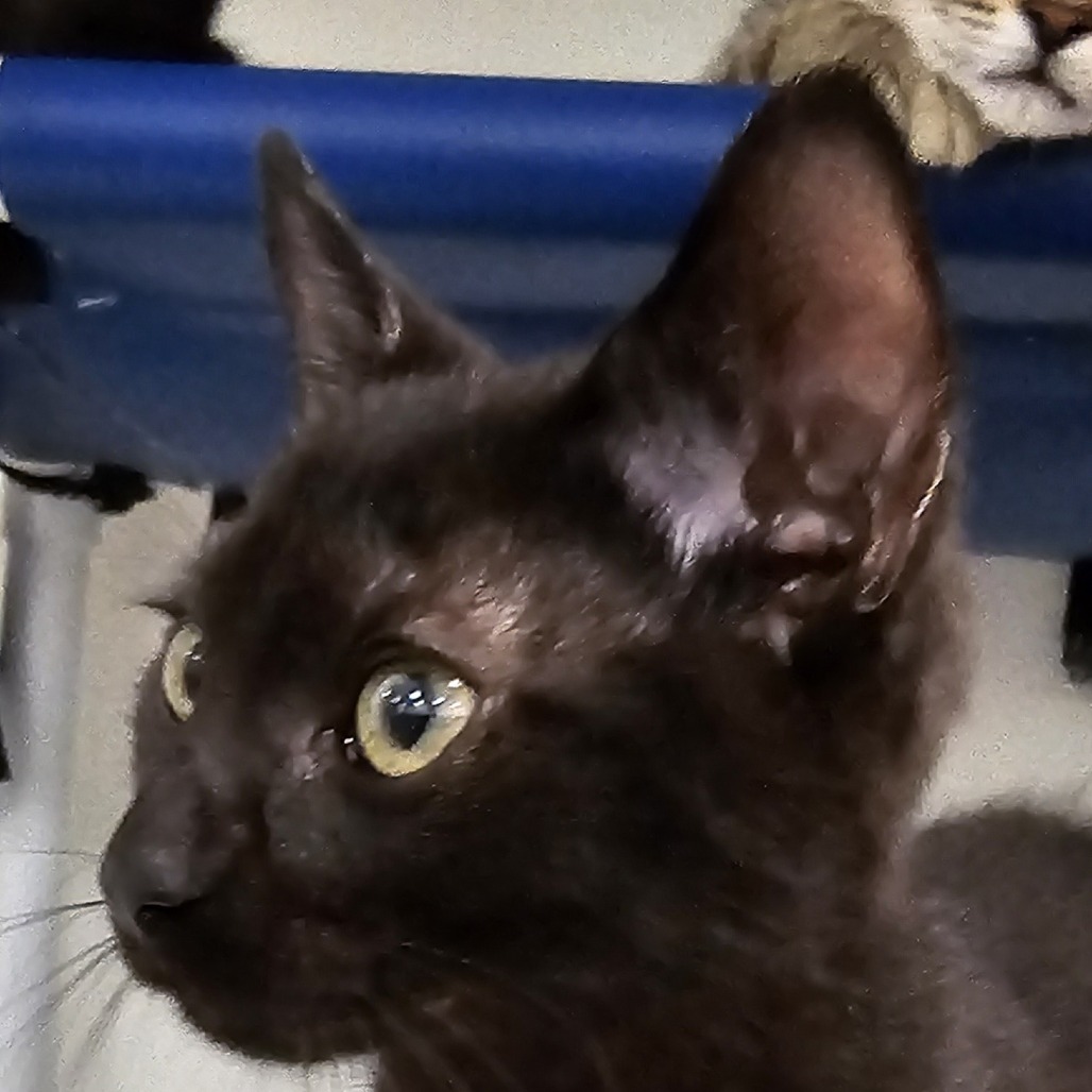 Teddy