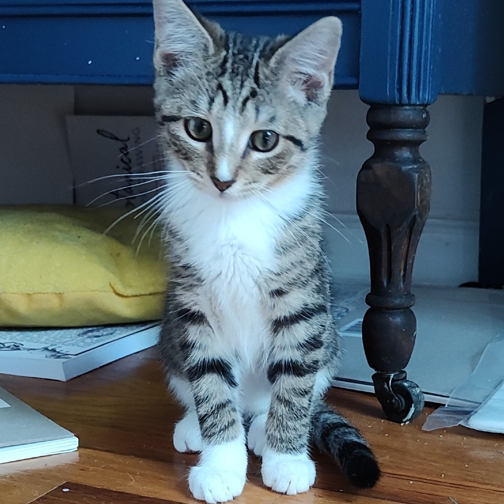 Sweet Pea