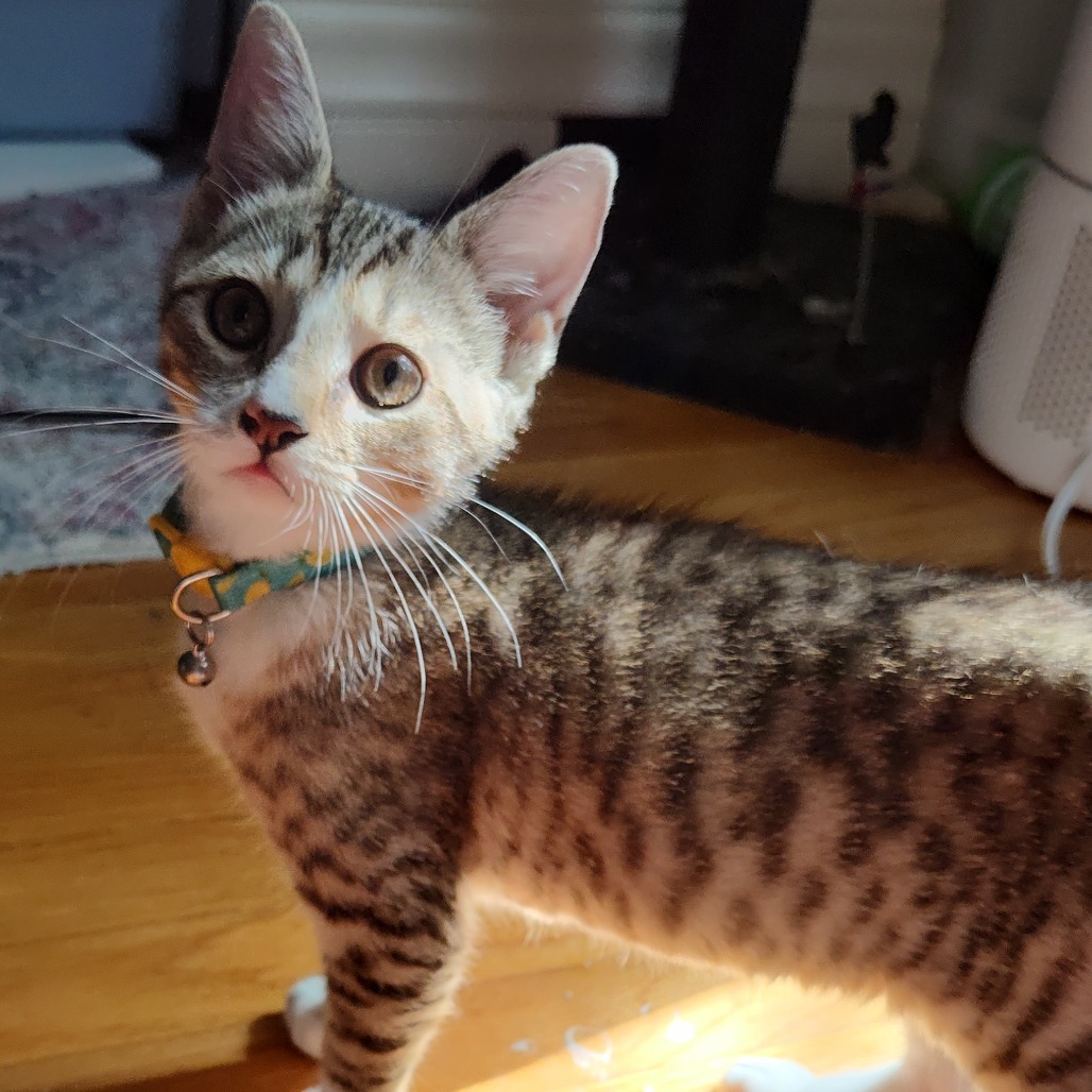 Sweet William