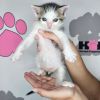 Lord Tubbington photo 2