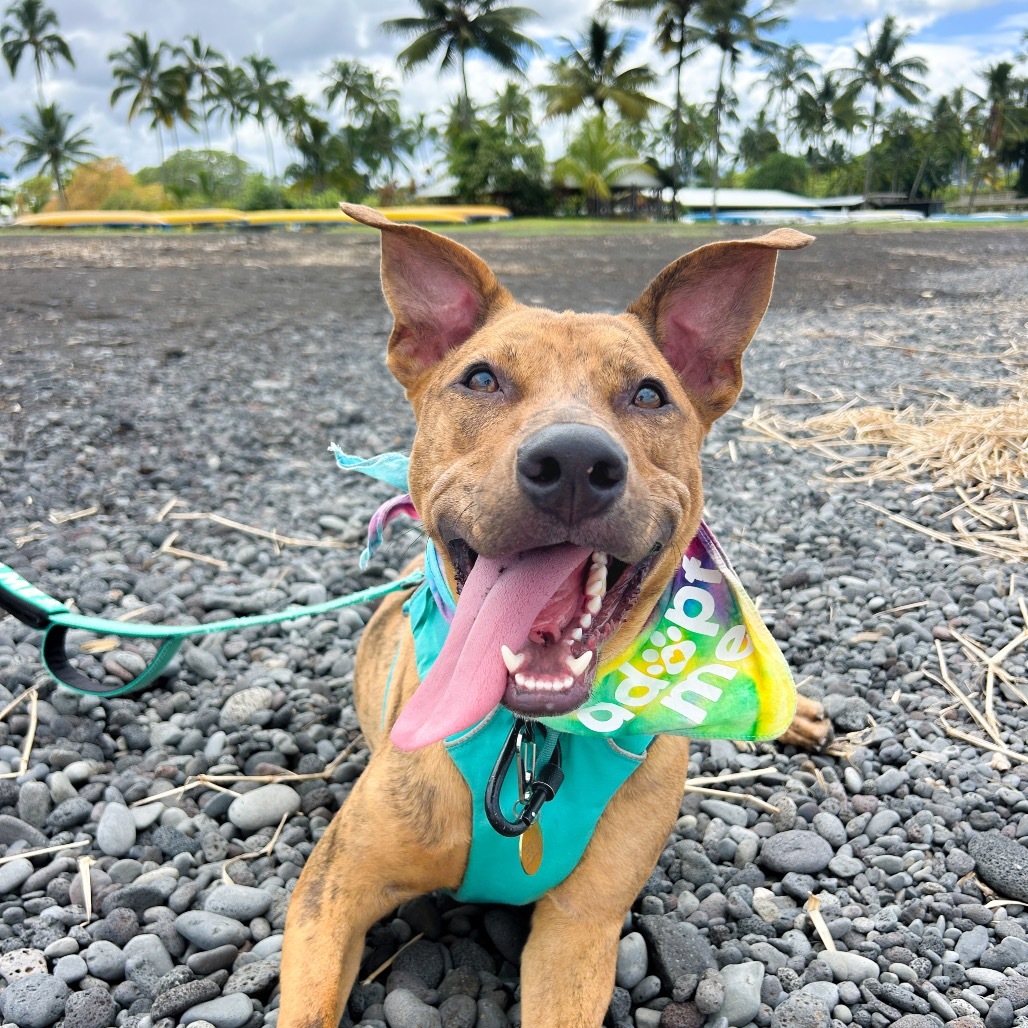 Chicken Nugget, an adoptable Mixed Breed in Kailua Kona, HI, 96740 | Photo Image 1