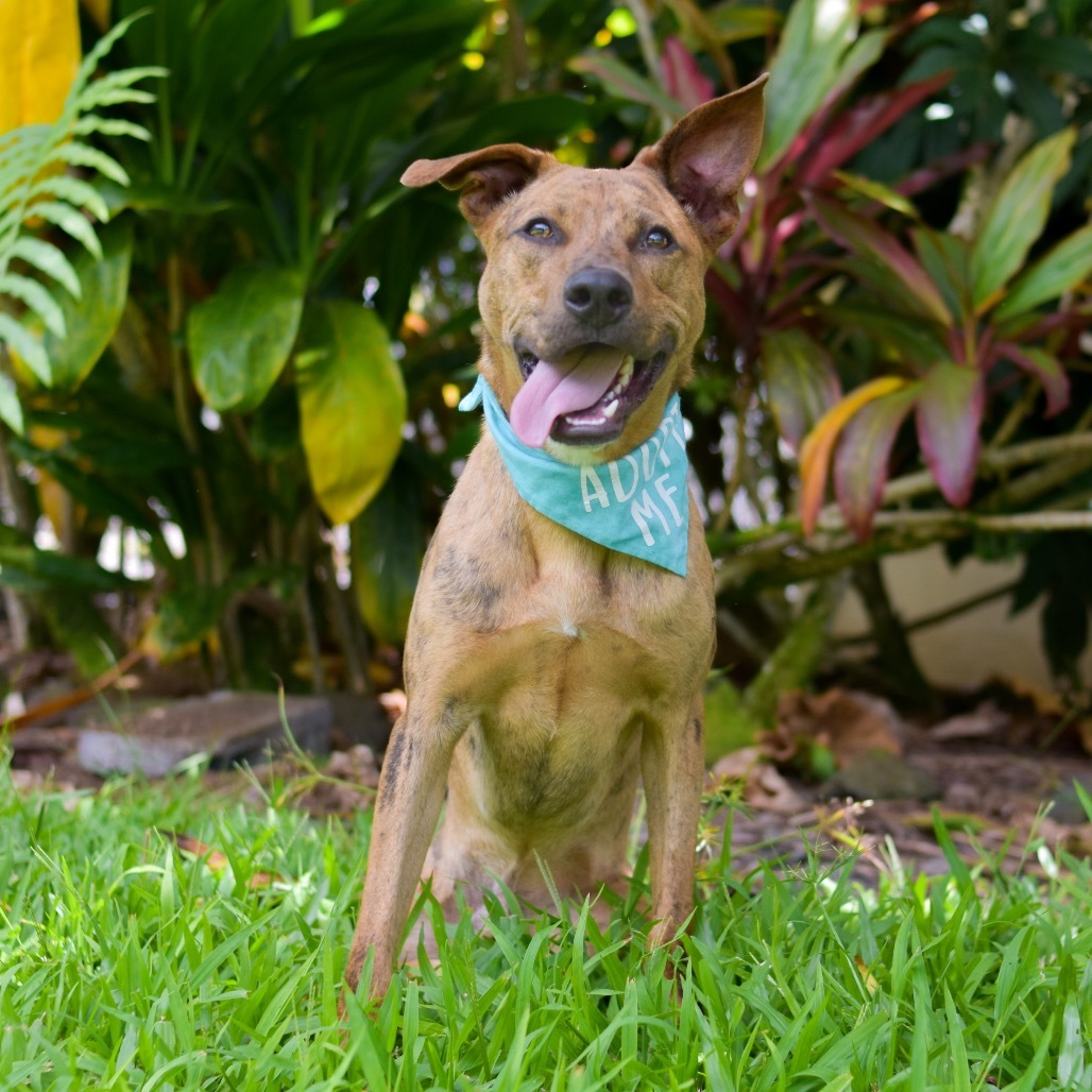 Chicken Nugget, an adoptable Mixed Breed in Kailua Kona, HI, 96740 | Photo Image 2