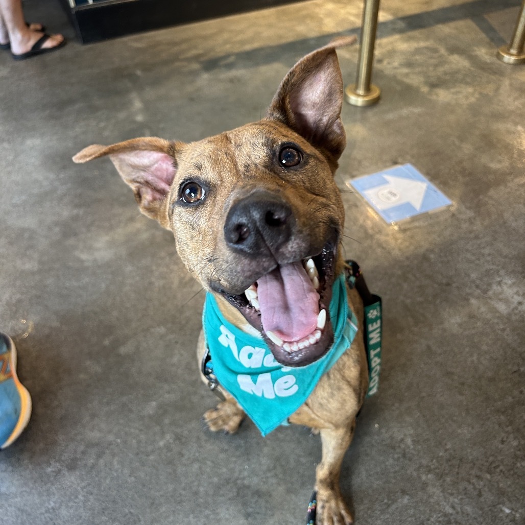 Chicken Nugget, an adoptable Mixed Breed in Kailua Kona, HI, 96740 | Photo Image 1