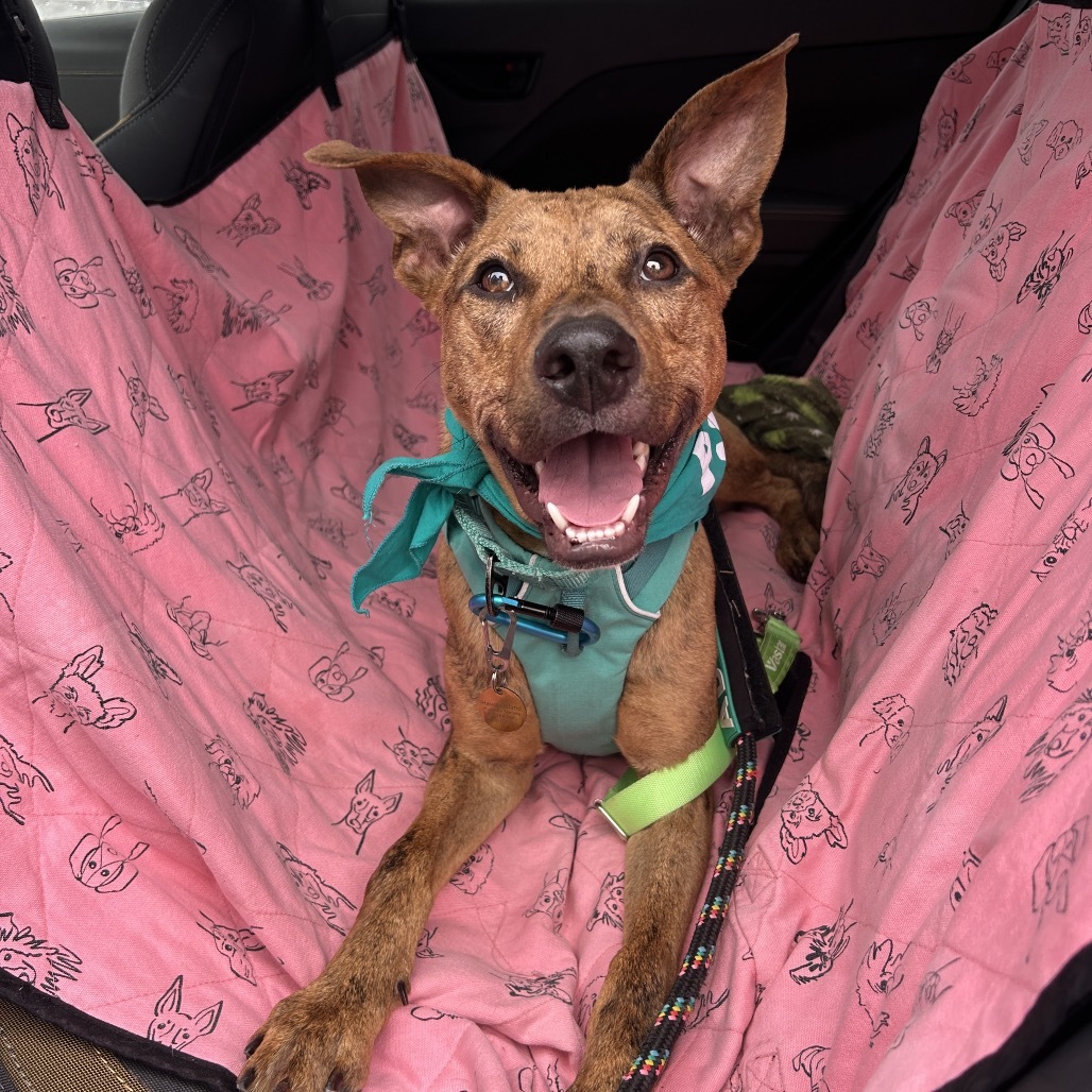 Chicken Nugget, an adoptable Mixed Breed in Kailua Kona, HI, 96740 | Photo Image 4