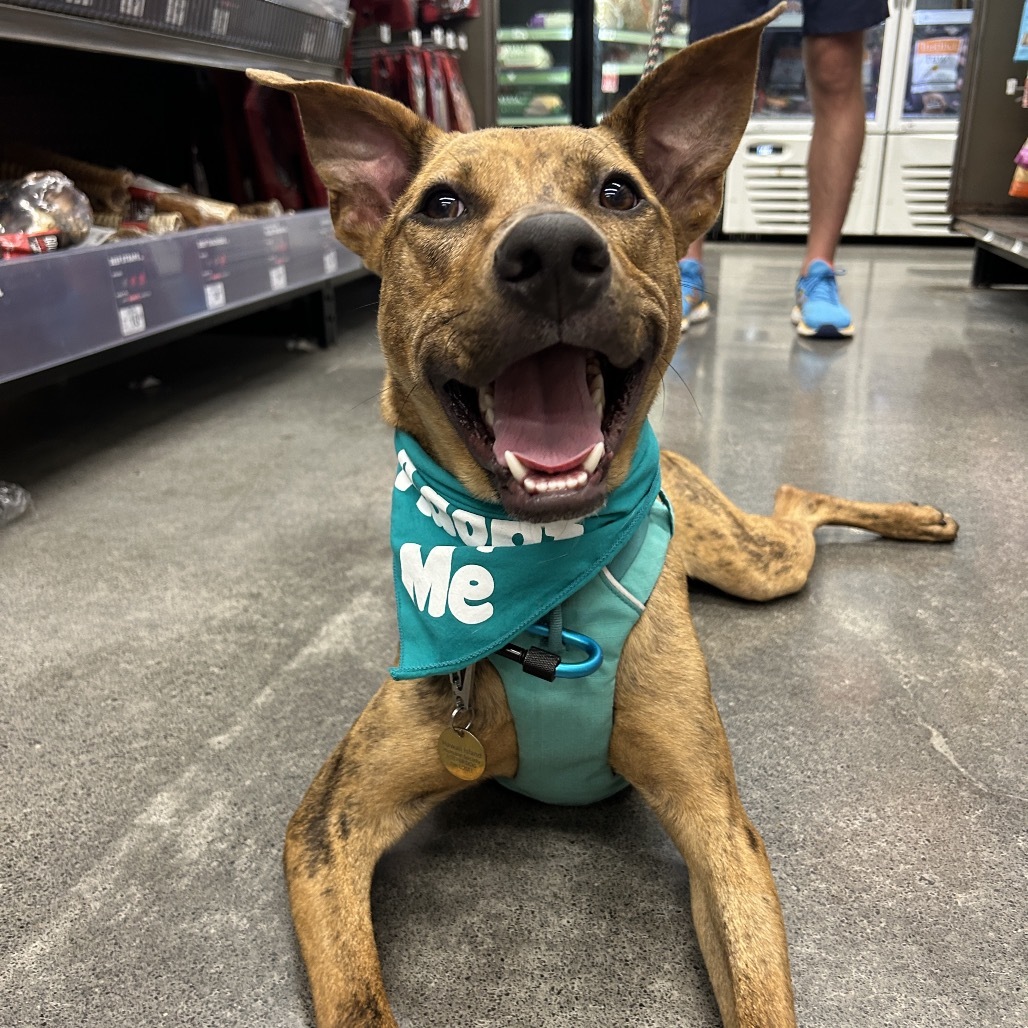 Chicken Nugget, an adoptable Mixed Breed in Kailua Kona, HI, 96740 | Photo Image 5