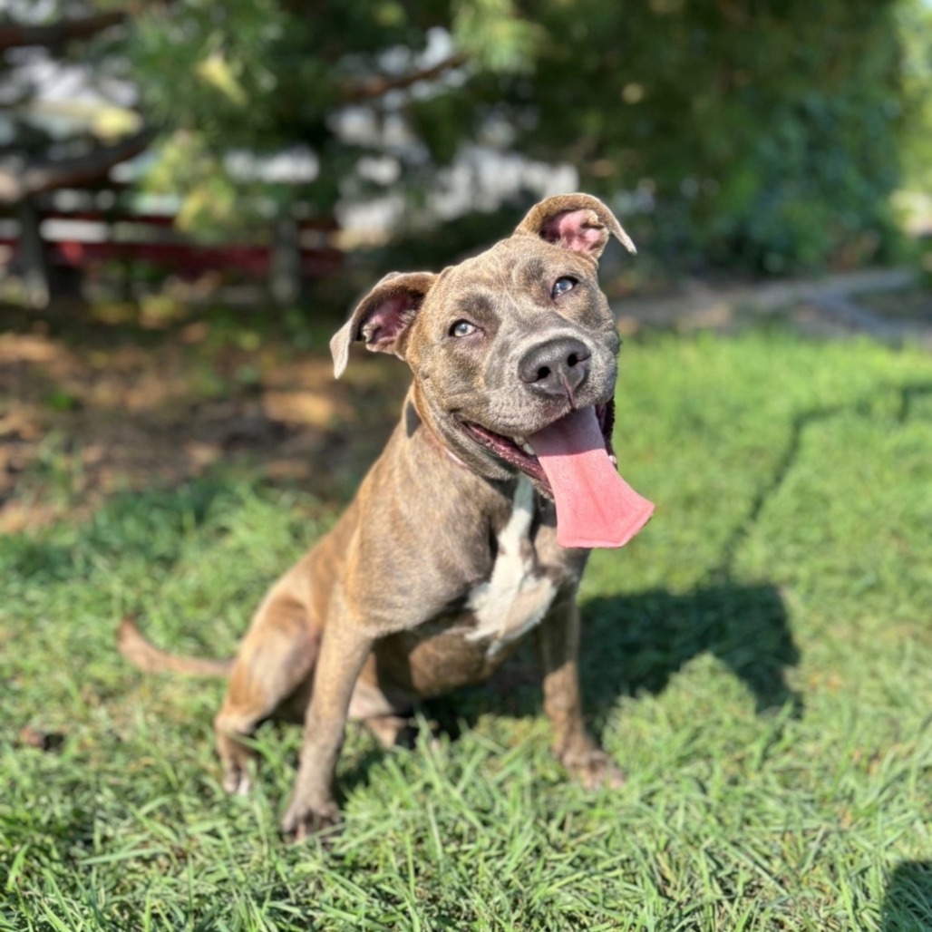 Capri--In Foster
