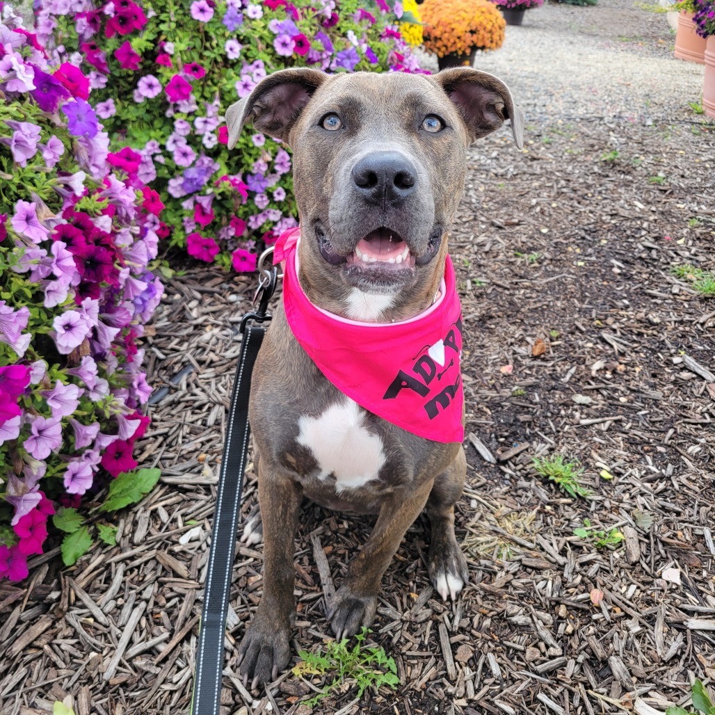 Capri--In Foster, an adoptable Pit Bull Terrier, Mixed Breed in Fargo, ND, 58102 | Photo Image 1