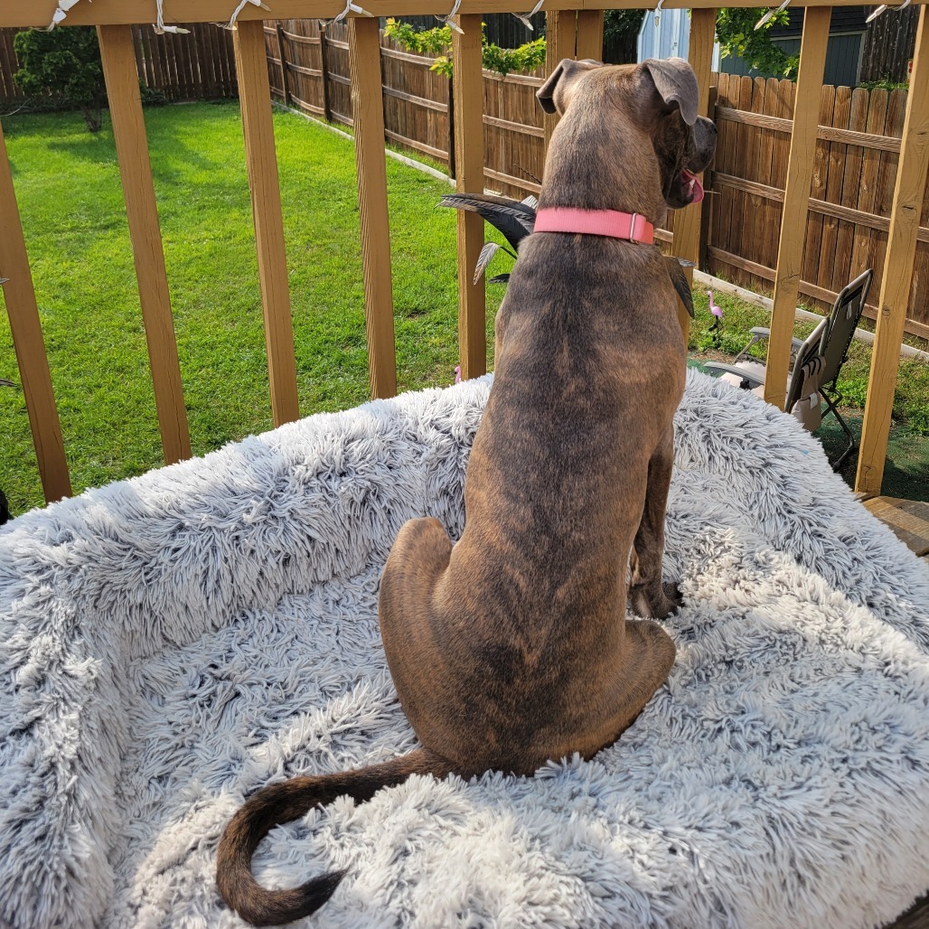 Capri--In Foster, an adoptable Pit Bull Terrier, Mixed Breed in Fargo, ND, 58102 | Photo Image 3