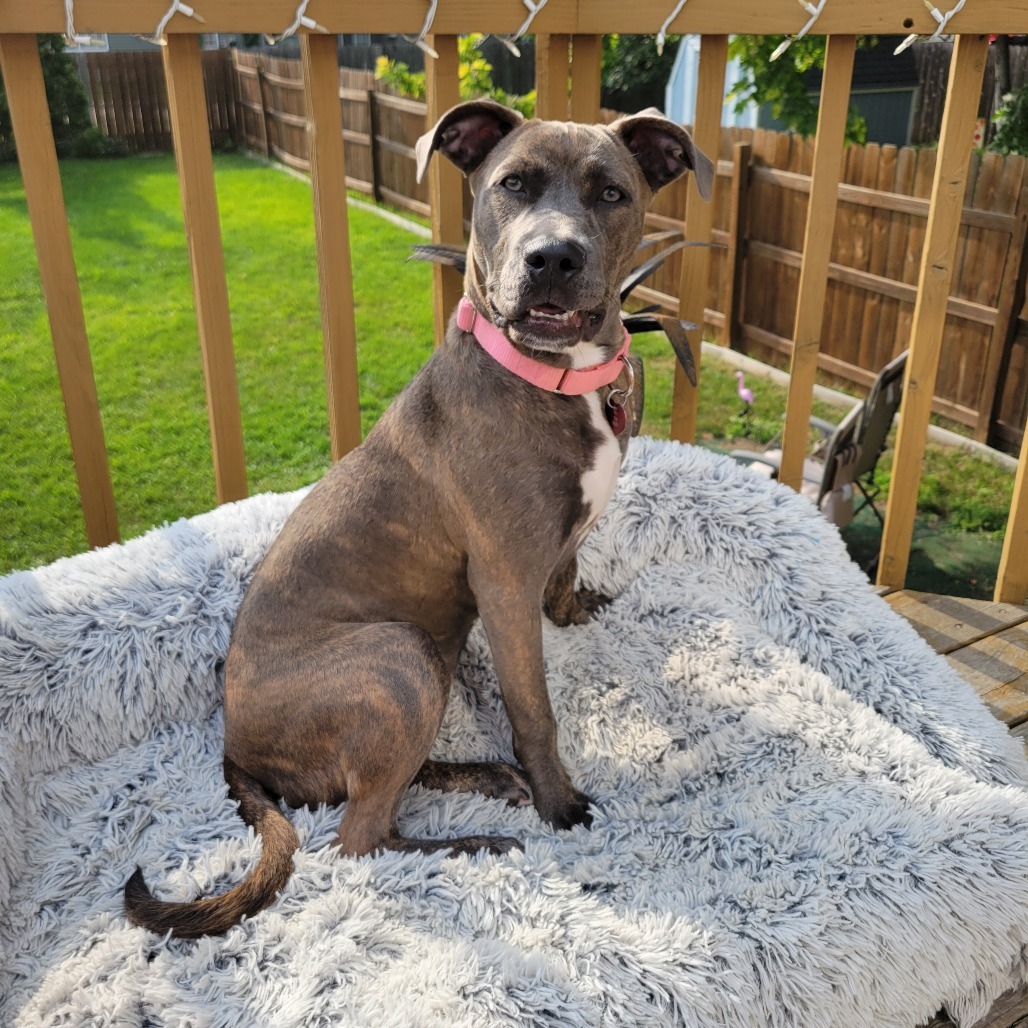 Capri--In Foster, an adoptable Pit Bull Terrier, Mixed Breed in Fargo, ND, 58102 | Photo Image 4