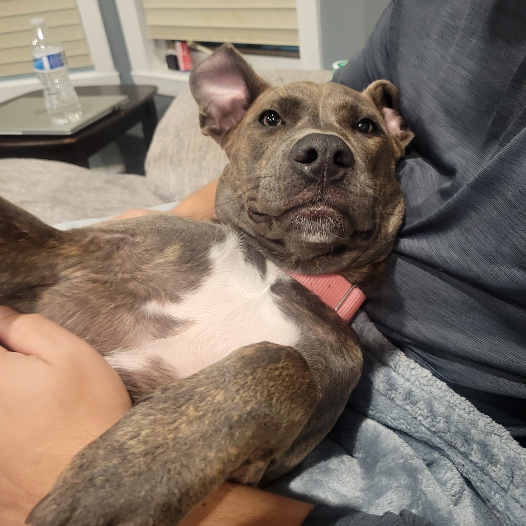 Capri--In Foster