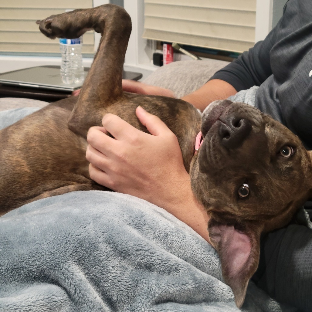 Capri--In Foster, an adoptable Pit Bull Terrier, Mixed Breed in Fargo, ND, 58102 | Photo Image 5