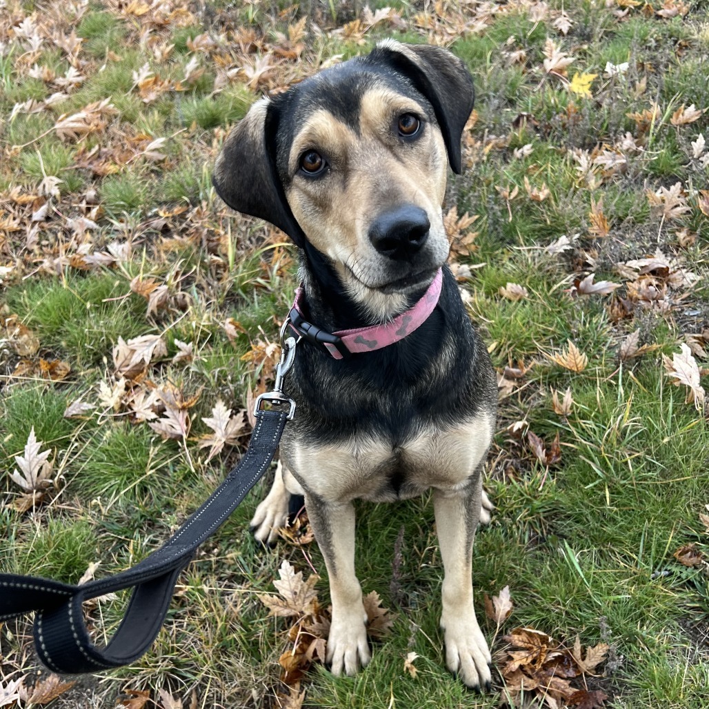 Selena, an adoptable Shepherd in Wadena, MN, 56482 | Photo Image 1