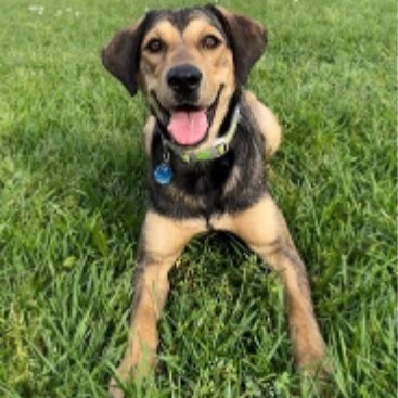 Selena, an adoptable Shepherd in Wadena, MN, 56482 | Photo Image 2