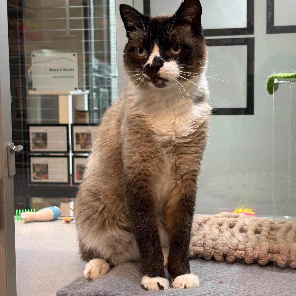 Bubba, an adoptable Siamese in Hailey, ID, 83333 | Photo Image 1