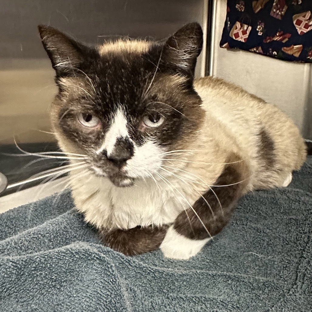 Bubba, an adoptable Siamese in Hailey, ID, 83333 | Photo Image 2