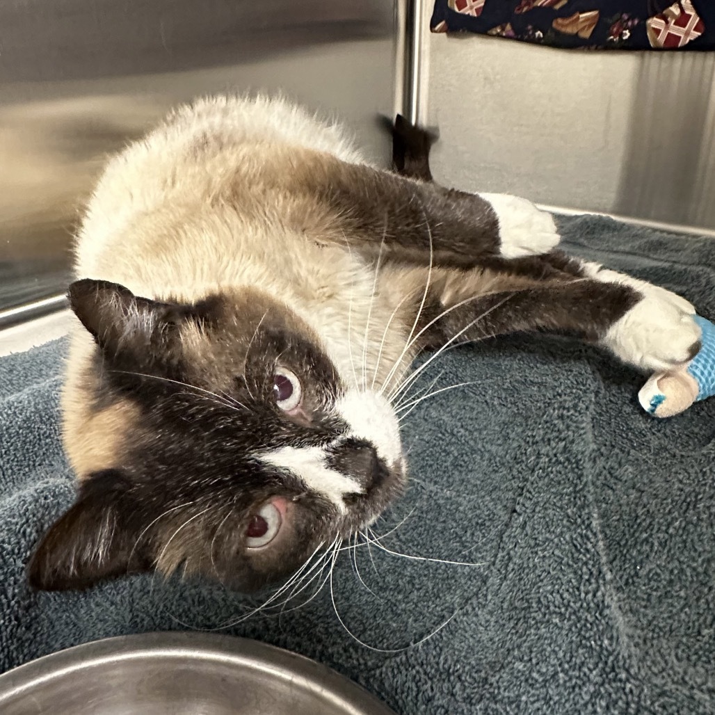 Bubba, an adoptable Siamese in Hailey, ID, 83333 | Photo Image 3
