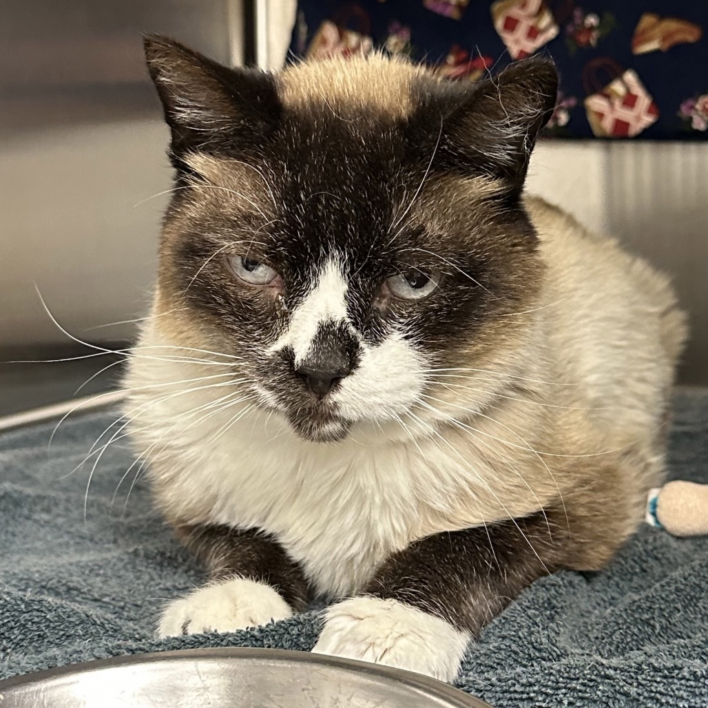 Bubba, an adoptable Siamese in Hailey, ID, 83333 | Photo Image 4