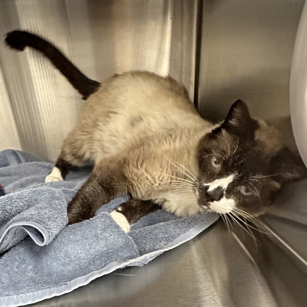 Bubba, an adoptable Siamese in Hailey, ID, 83333 | Photo Image 5