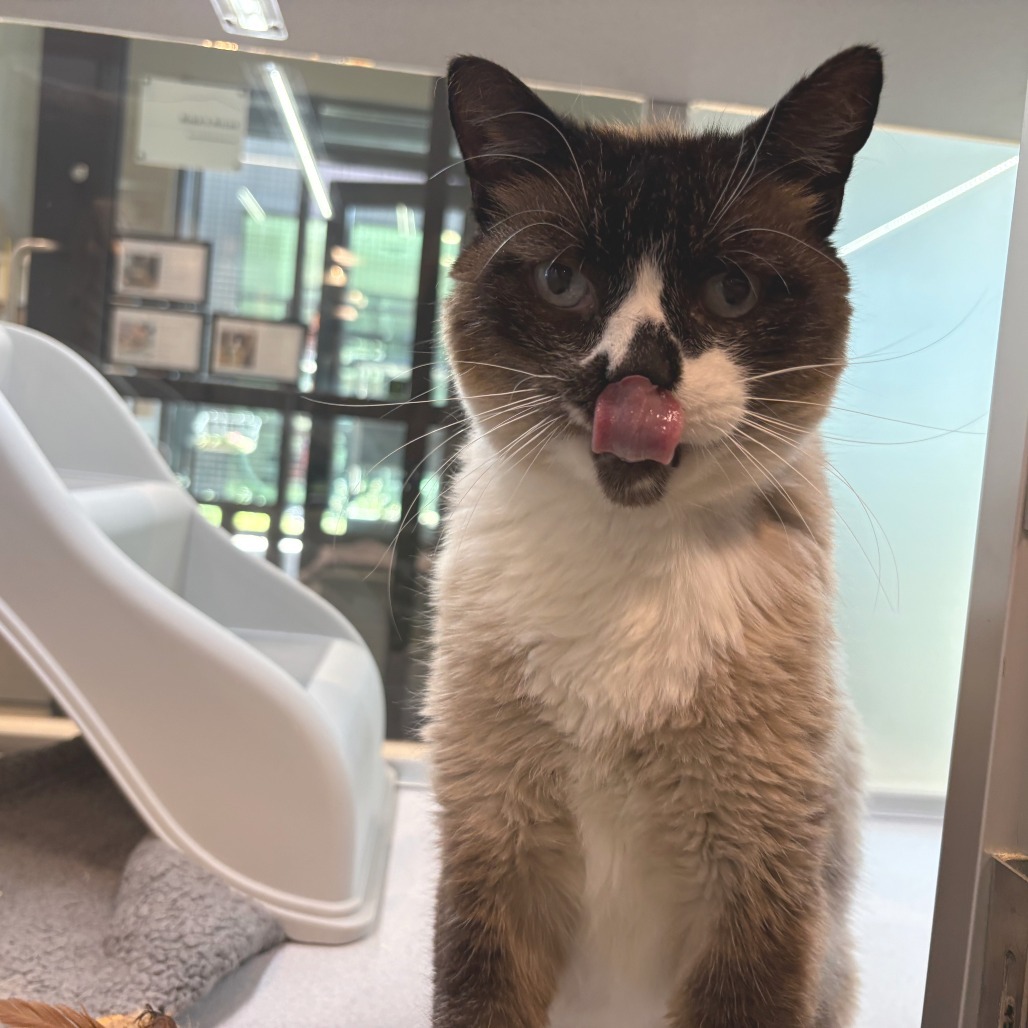 Bubba, an adoptable Siamese in Hailey, ID, 83333 | Photo Image 6