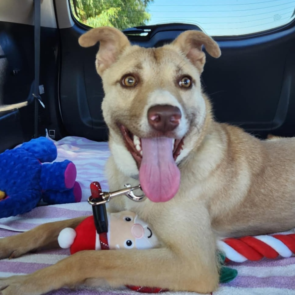 Adopt Pixie