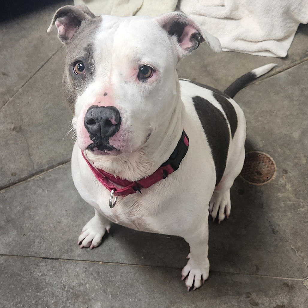 Adopt Beanie