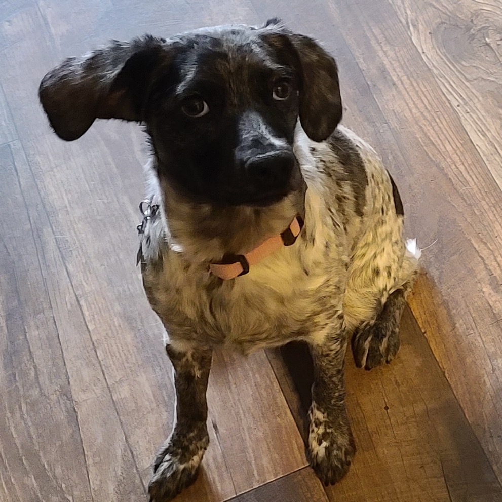 Bella, an adoptable Australian Cattle Dog / Blue Heeler, Cocker Spaniel in Idaho Falls, ID, 83402 | Photo Image 2
