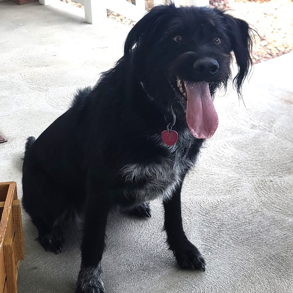 Lunetta, an adoptable Labrador Retriever, Australian Cattle Dog / Blue Heeler in Idaho Falls, ID, 83402 | Photo Image 1