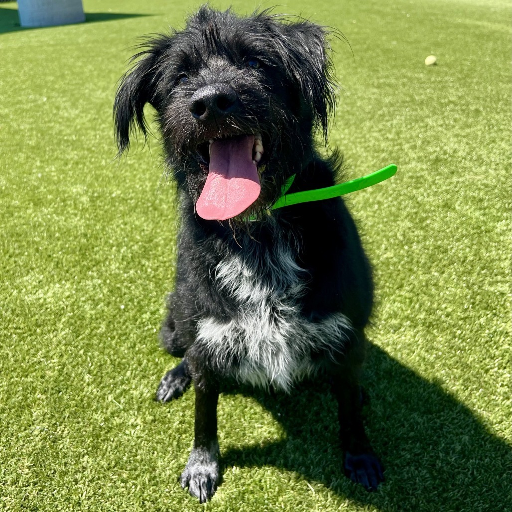 Lunetta, an adoptable Labrador Retriever, Australian Cattle Dog / Blue Heeler in Idaho Falls, ID, 83402 | Photo Image 4