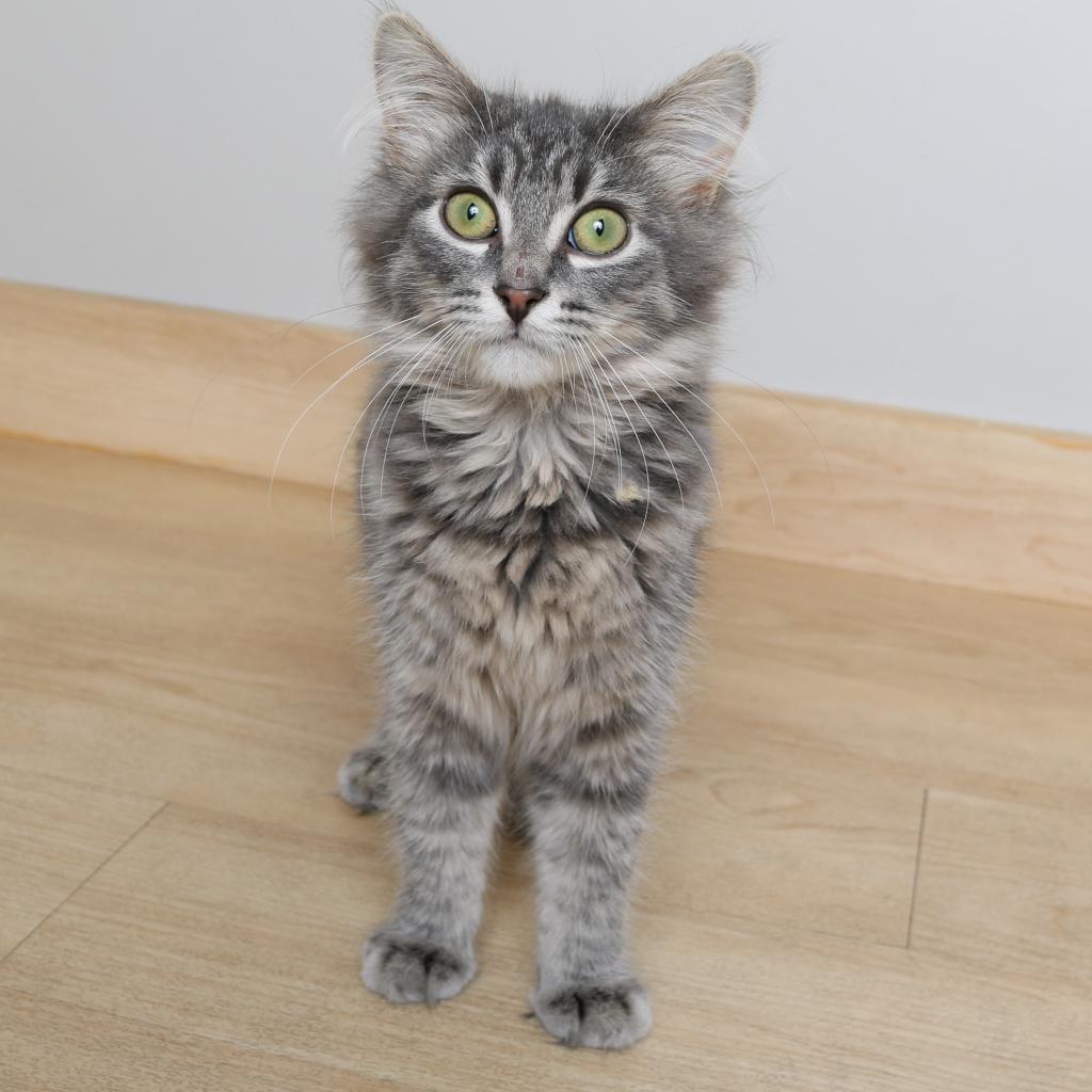 Floofy C17600