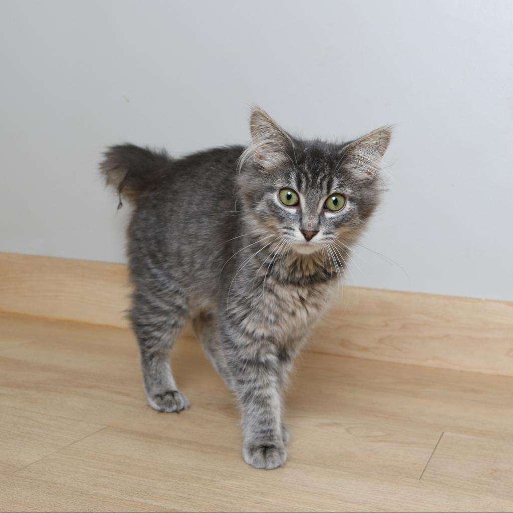 Floofy C17600