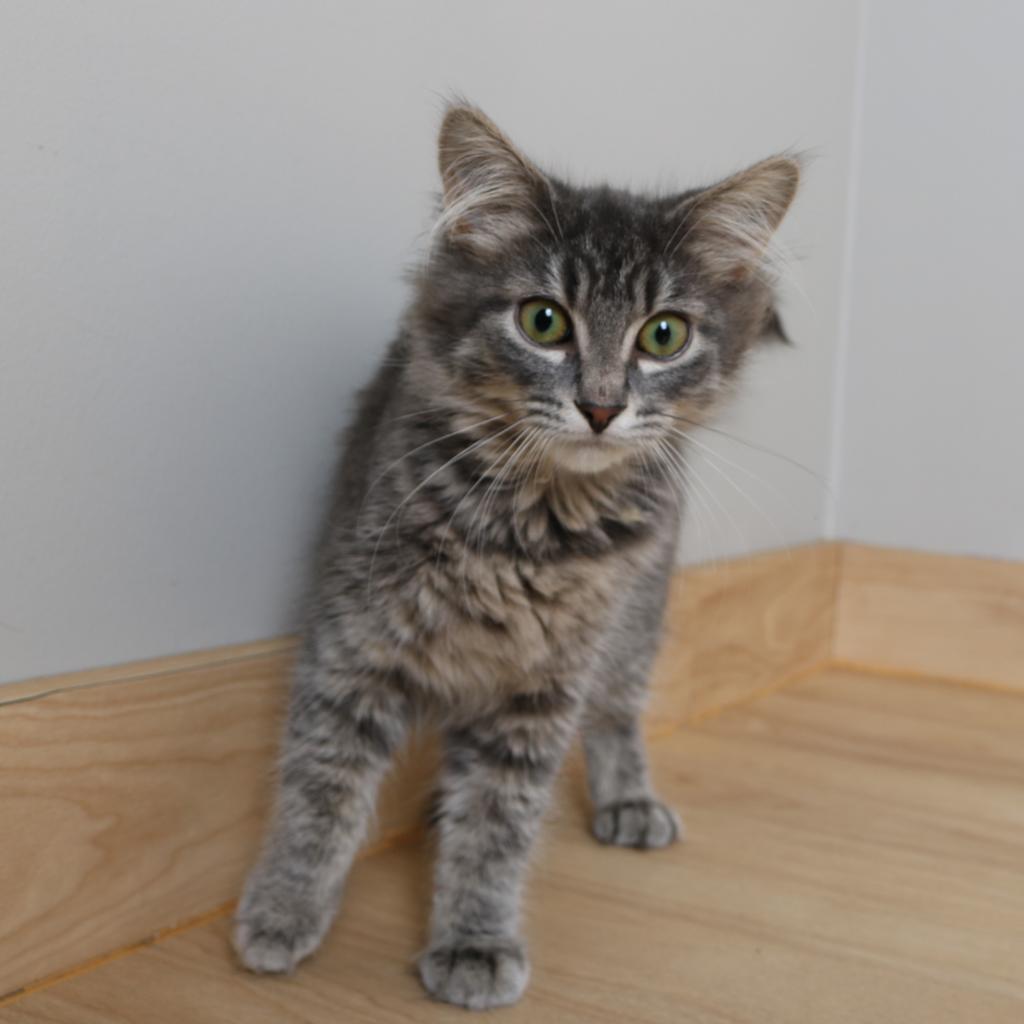 Floofy C17600