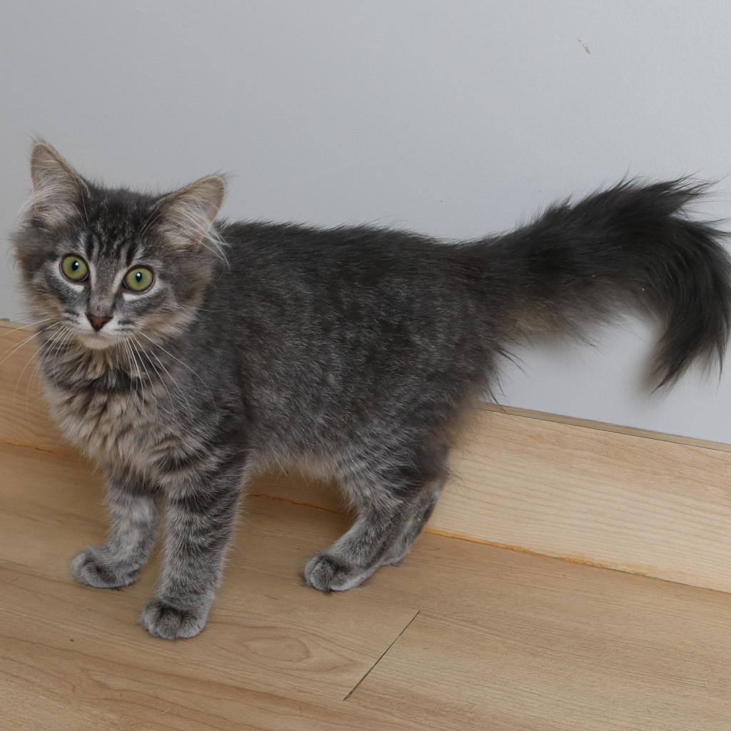 Floofy C17600