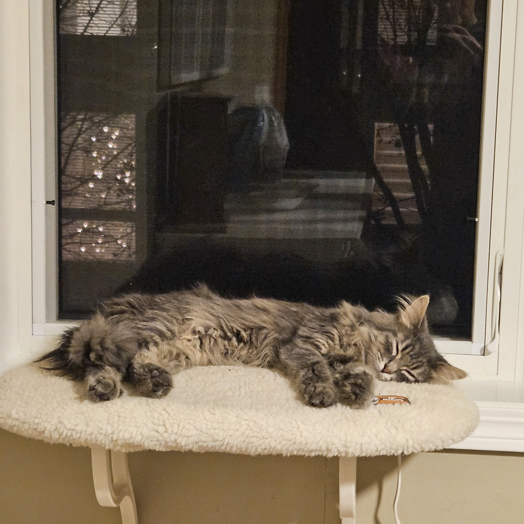 Floofy C17600