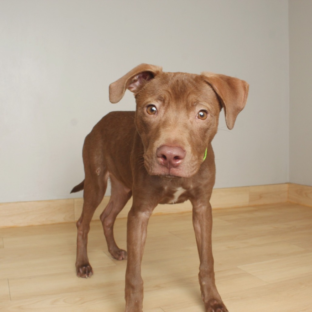 Brownie D65723