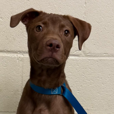 Brownie D65723